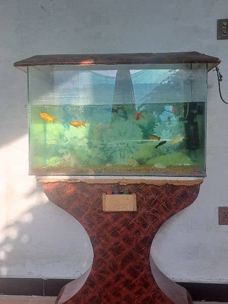 Aquarium & Fish for Sale 1