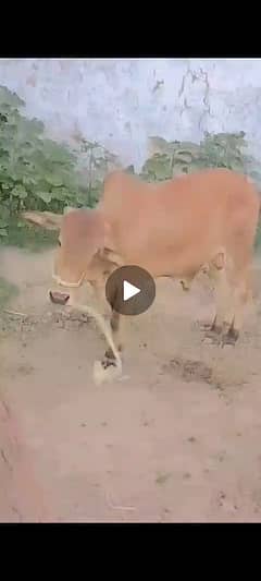 bull for sale good and haldly 03150526213