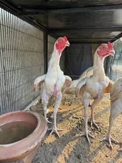 quality aseel birds for sale