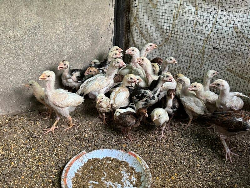 quality aseel chicks for sale 2