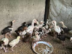 quality aseel chicks for sale