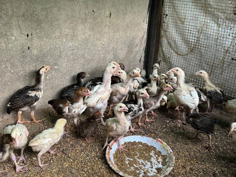 quality aseel chicks for sale 0