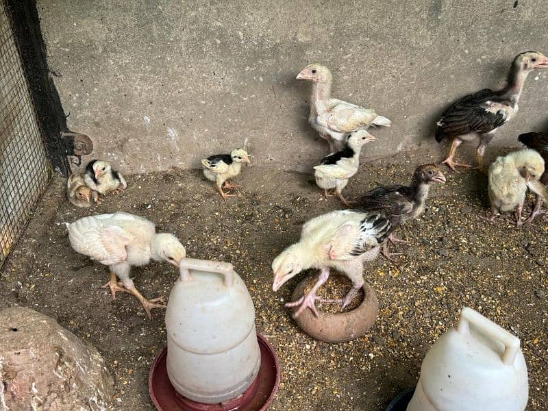 quality aseel chicks for sale 3