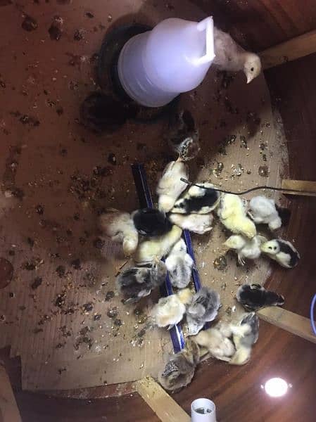 quality aseel chicks for sale 4