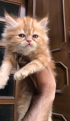 Persian Male kittens