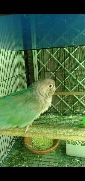 turquoise conures breeder 2