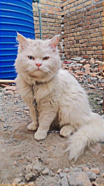 white percian cat with dual coloured eyes 1