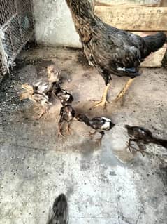 sindhi Aseel Murghi with 8 chicks