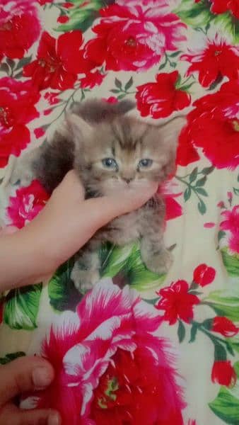 healthy persian kittens for sale 1