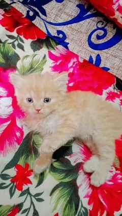 healthy persian kittens for sale 0