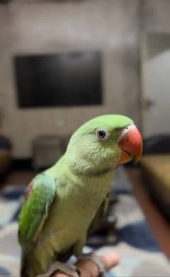 raw parrot phata
