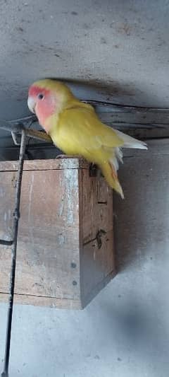 Love Birds, Yellow lovebirds pair, lovebird