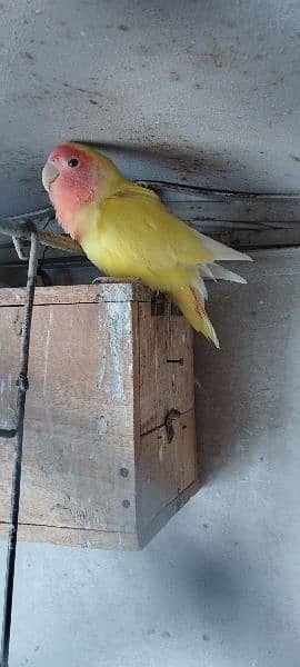 Love Birds, Yellow lovebirds pair, lovebird 1