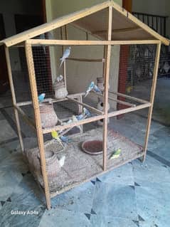 aus parrots and cage for sale