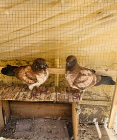bijnori chicks pair #pigeon #kabootar 0