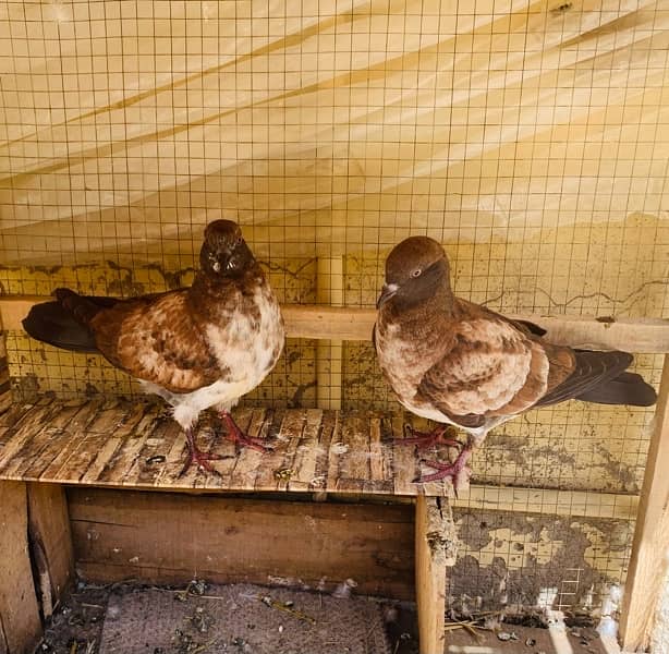 bijnori chicks pair #pigeon #kabootar 3