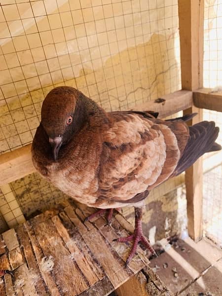 bijnori chicks pair #pigeon #kabootar 8