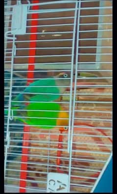 parrots/love birds for sale