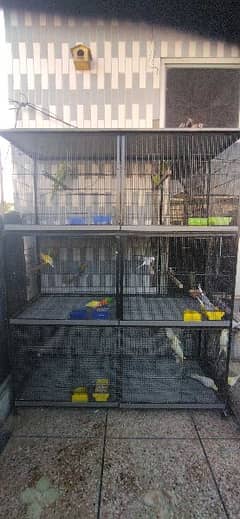 setup for sale/lcoctail/dove/love birds/ birds cage/birds setup