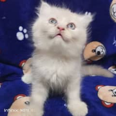 Persian triple coated kittensO33/3418/2258