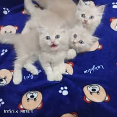 Persian triple coated kittensO33/3418/2258