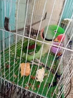 Raw parrot Available price 35000 0