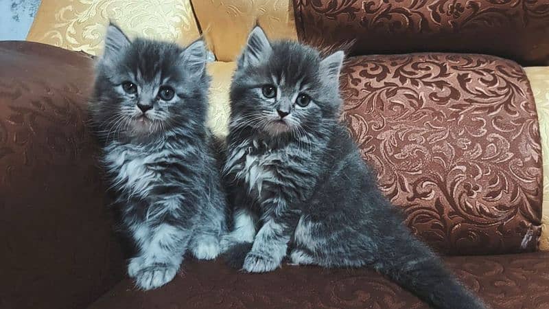 pure persian kittens for sale . Cash on delivery 1