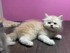 White and fawn kitten available triple cotede