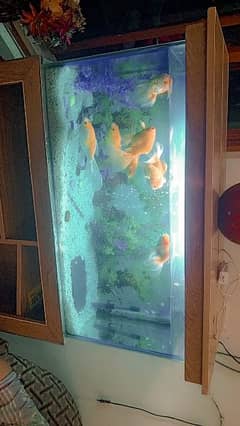 I want to sell My Aquarium In full ready Condition Containing 7 fish 0