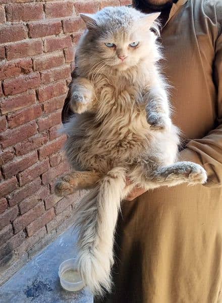 Persian triple coat Male Cat 1