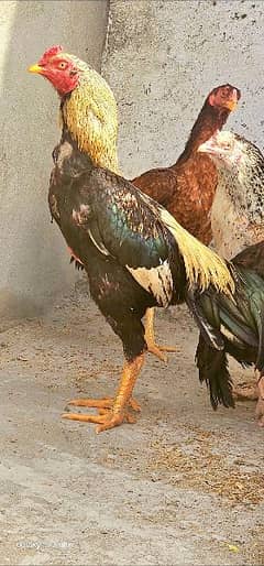 Polish pair and bharama. bantom. heera chicks