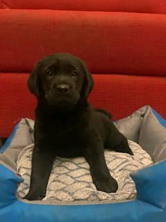 Labrador show class imported Bloodline puppy