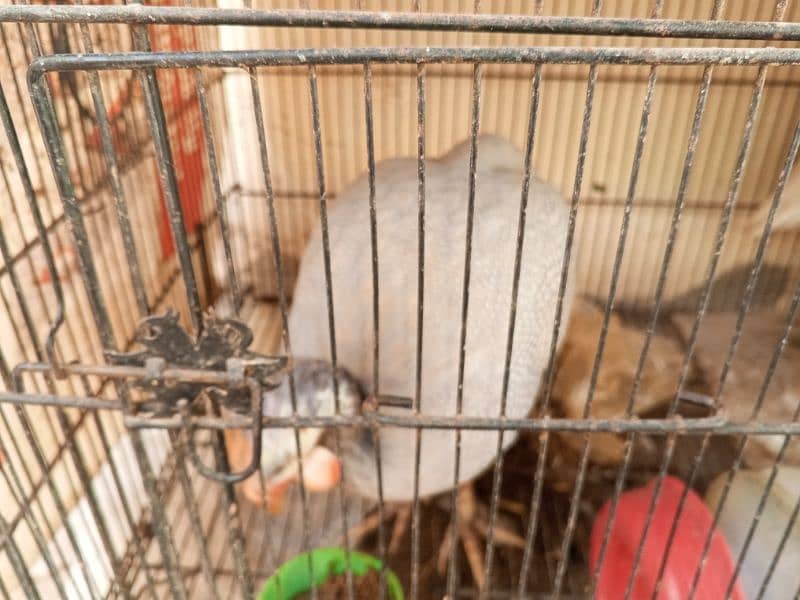 Chini Murgi Breeder Pair Guinea Fowl 1