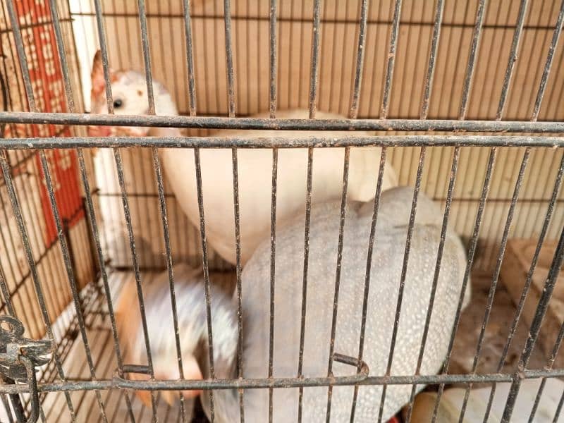 Chini Murgi Breeder Pair Guinea Fowl 3