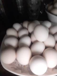 Fertile Egg
