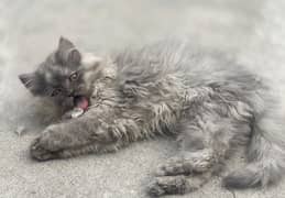 Pure Persian kitten for sale female grey smoke