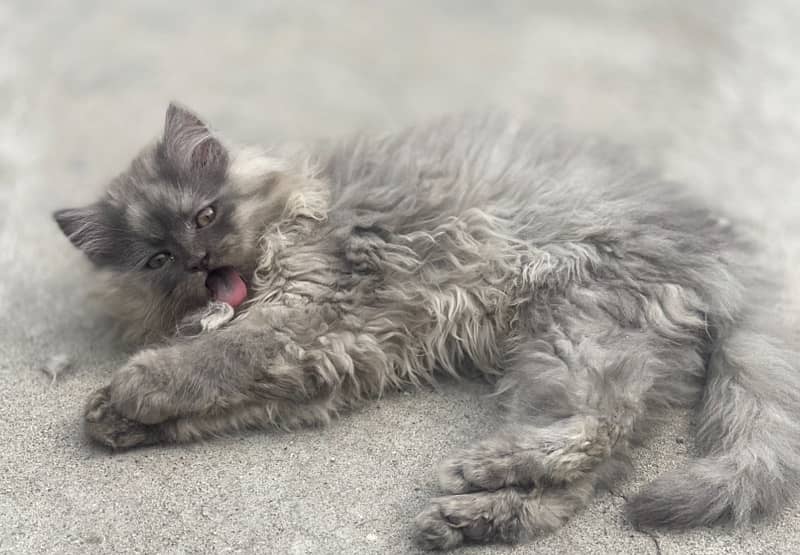 URGENT Pure Persian kittens for sale female grey smoke 2 0