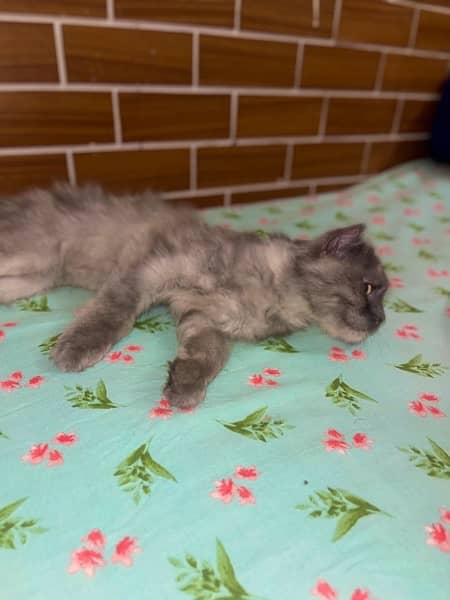 URGENT Pure Persian kittens for sale female grey smoke 2 2