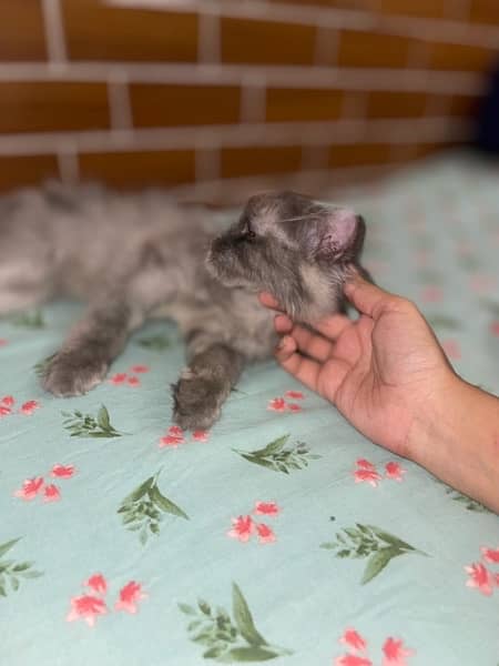 URGENT Pure Persian kittens for sale female grey smoke 2 3