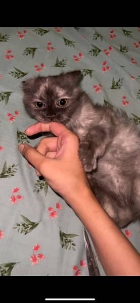 URGENT Pure Persian kittens for sale female grey smoke 2 4