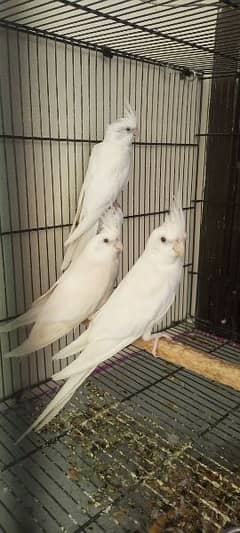 cocktail red eyes male female plus baby for sale