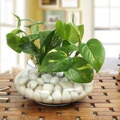 LUCKY Money Living Plant with Glass Globe and Pebbles