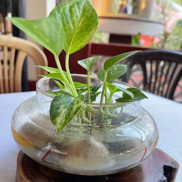 LUCKY Money Living Plant with Glass Globe and Pebbles 2