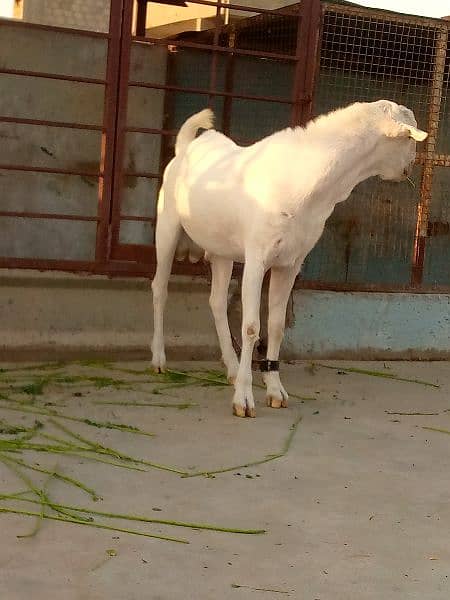bakra for sell 1