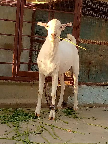 bakra for sell 2