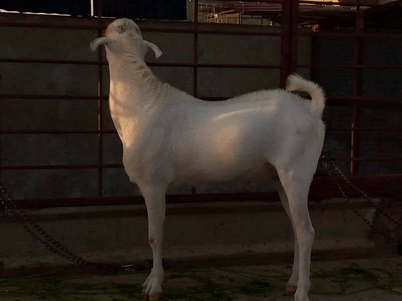 bakra for sell 4