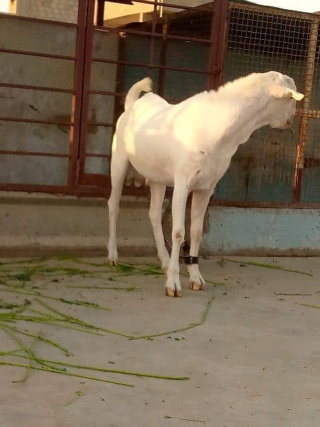 bakra for sell 5