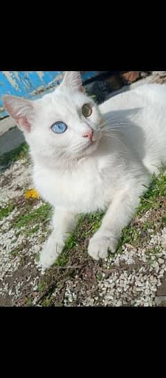 turkish angora cat