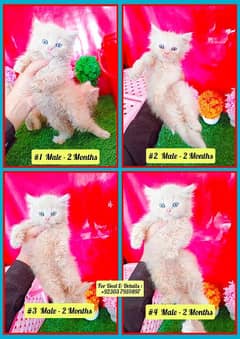 Persian Kittens - Triple Coated - Fawn