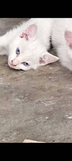 persian naughty kitten with blue eyes price negotiable